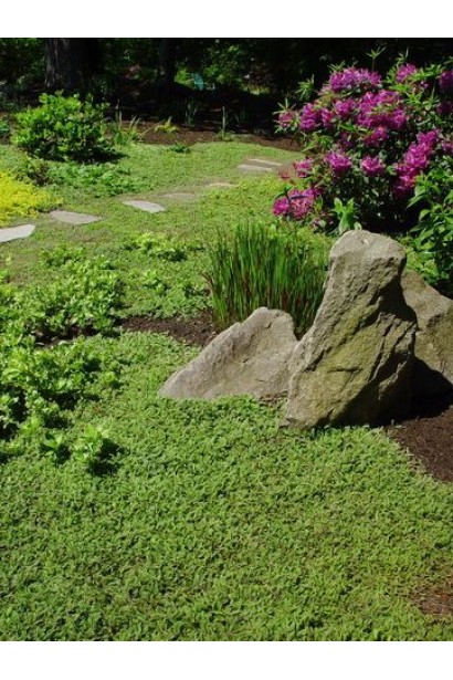 Котула шорстка в якості газону